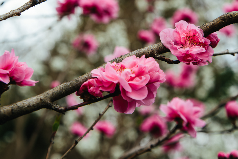 spring plum blossoms