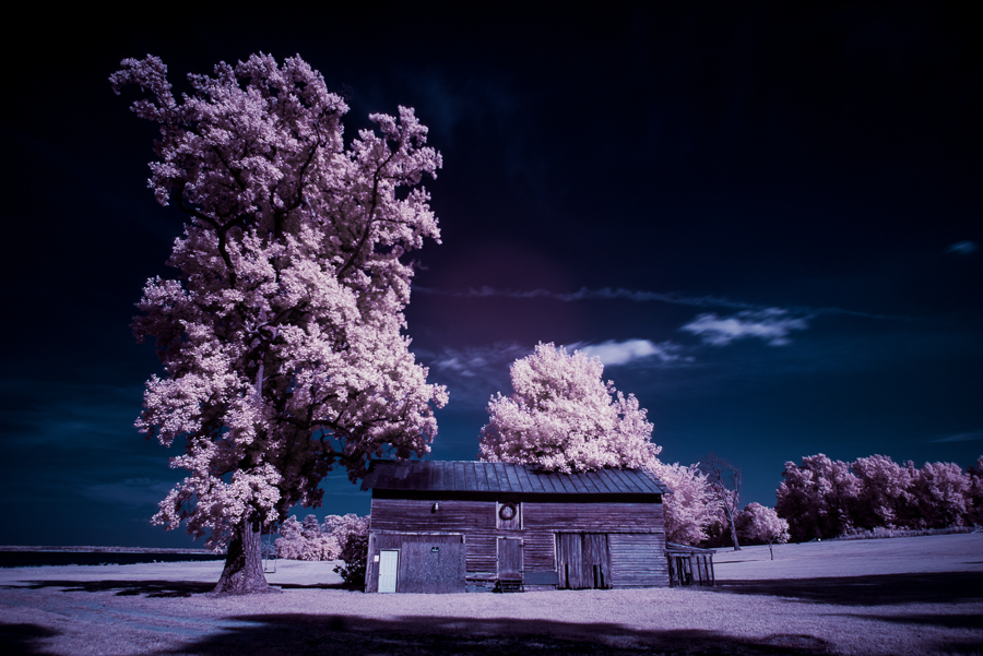 Massive tree next to a wooden building in infrared by John Steele