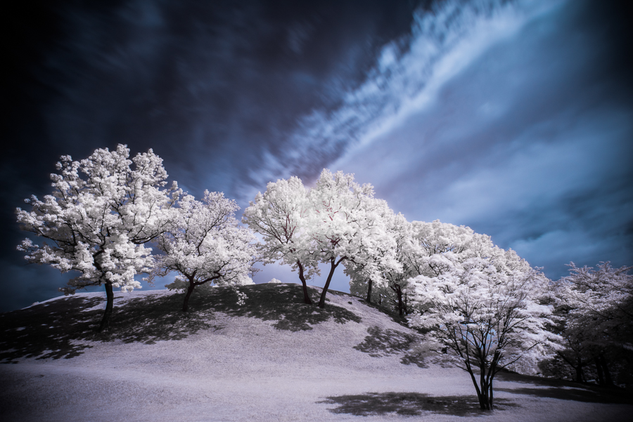 Korean cherry blossoms in infrared