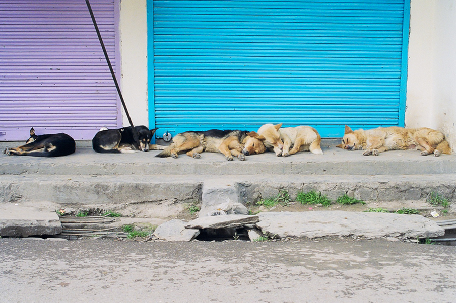 dogs sleeping during the day