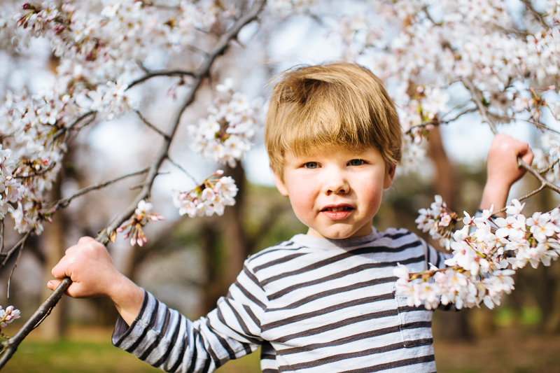 young boy in cherry blossoms