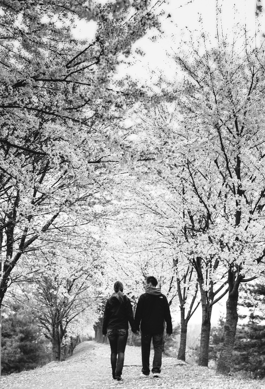 Couple holding hands with cherry blossoms