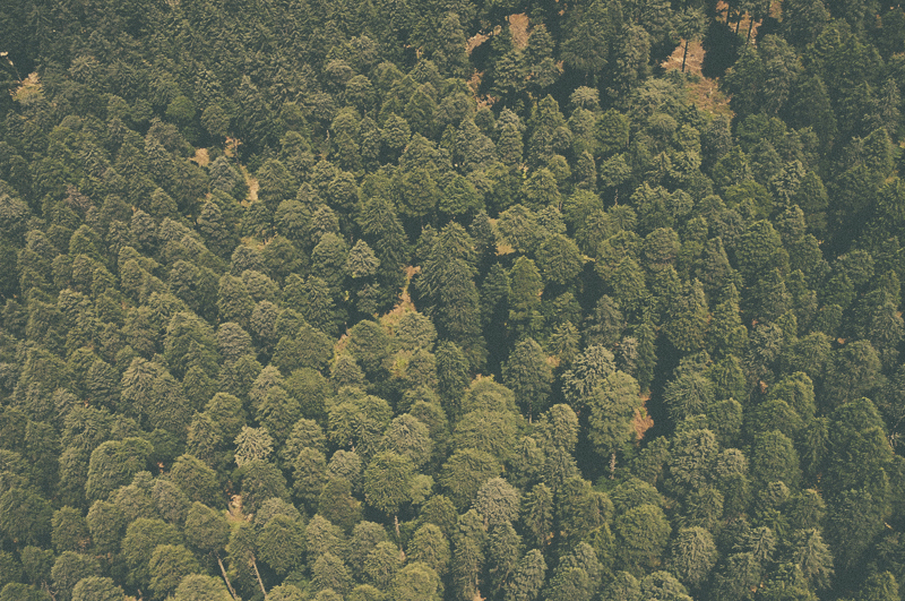 Arial view of evergreen forest in India