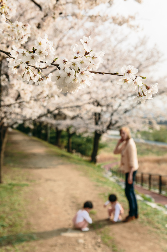 cherry blossom tree with a family nearby