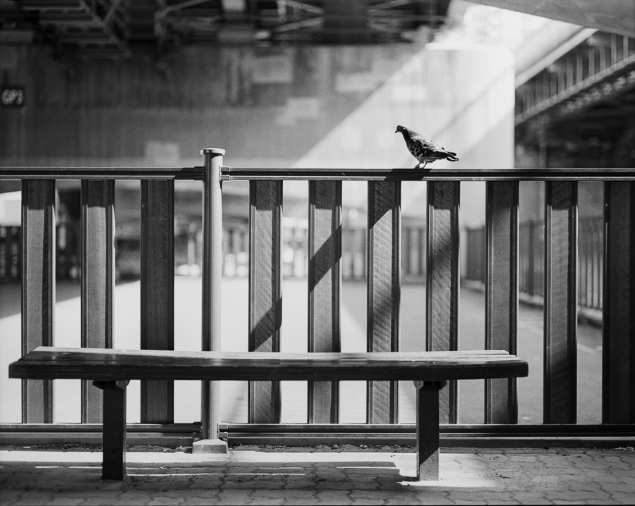 bird rests on ledge next to a lonely bench in Korea