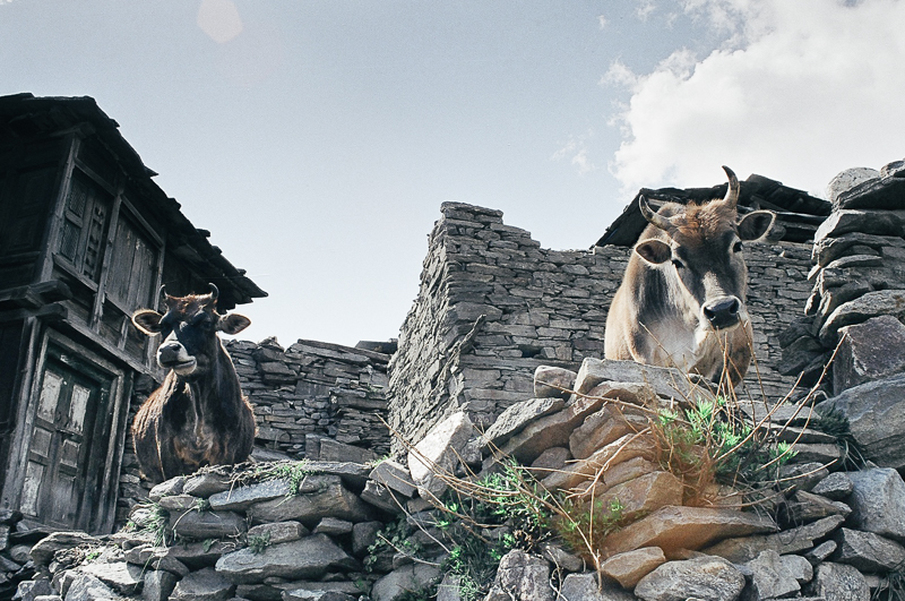 Cows standing near Tibetan border