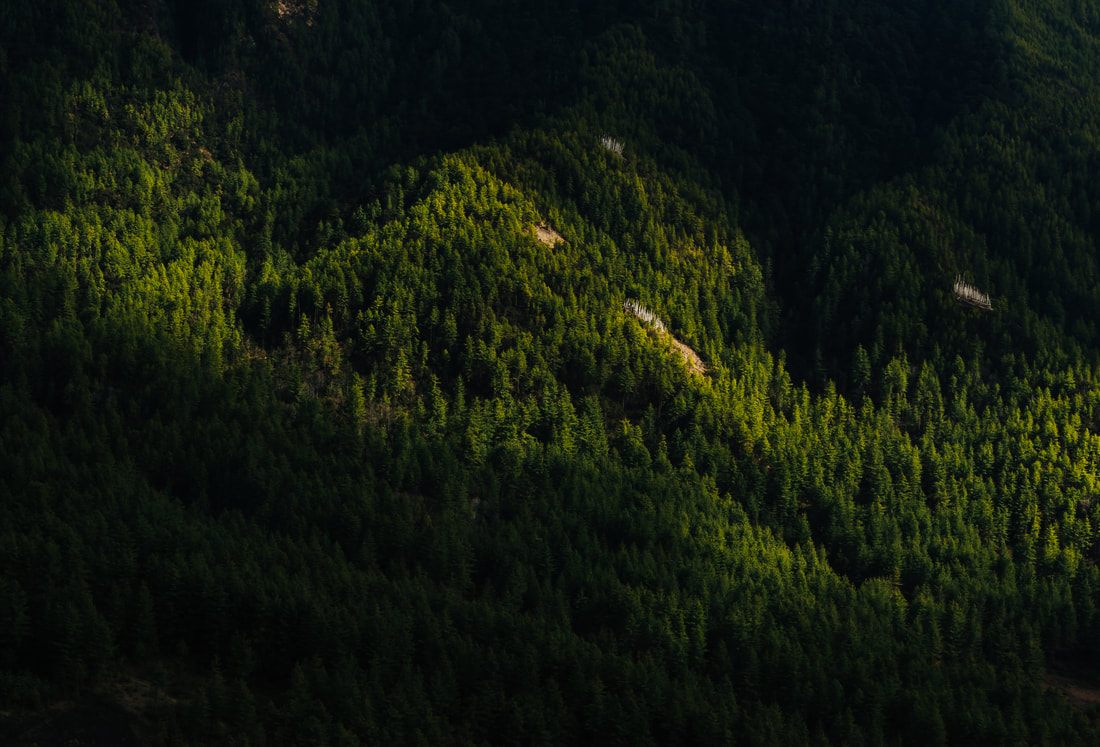 Bhutan forest