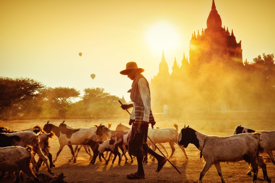 Bagan shepard with goats