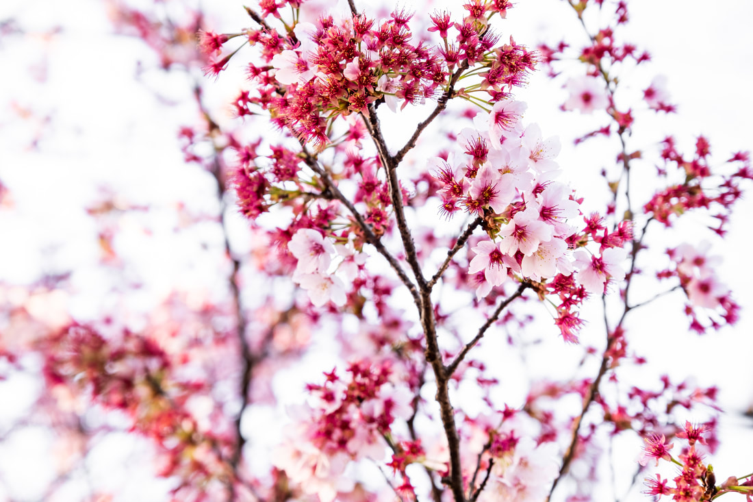 sakura in bloom in tokyo