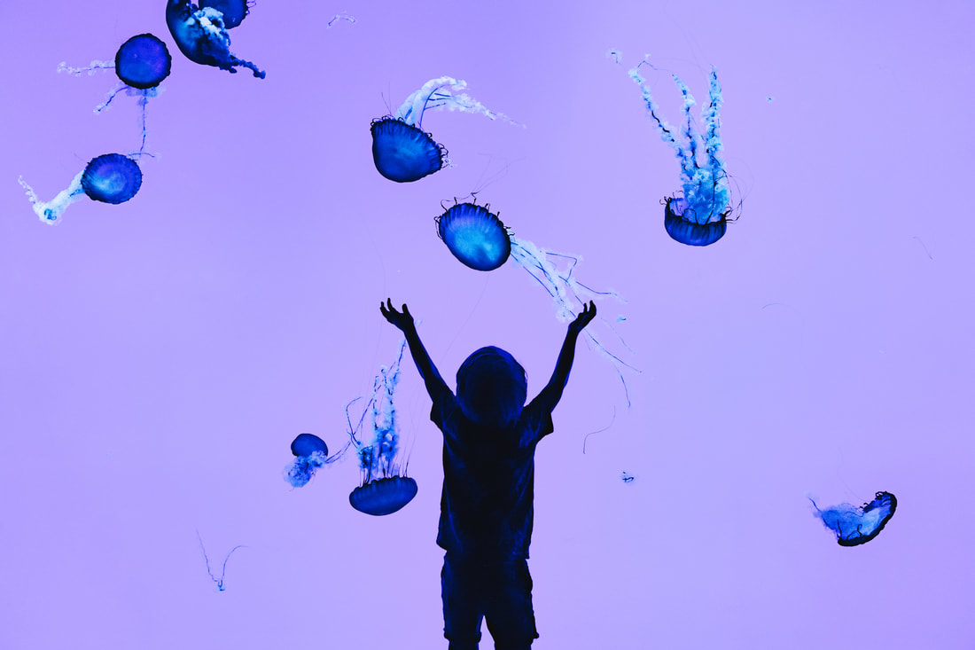 Child looking at sea nettles