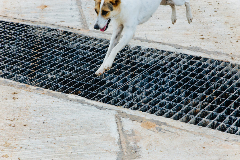 dog jumping over grate