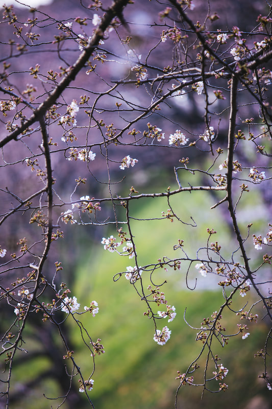 early sakura blooms in Tokyo