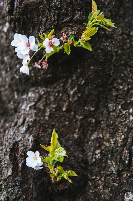 sakura blooms on bark