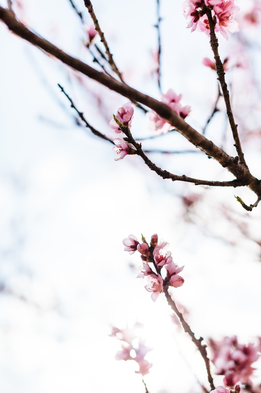 Nogawa cherry blossoms